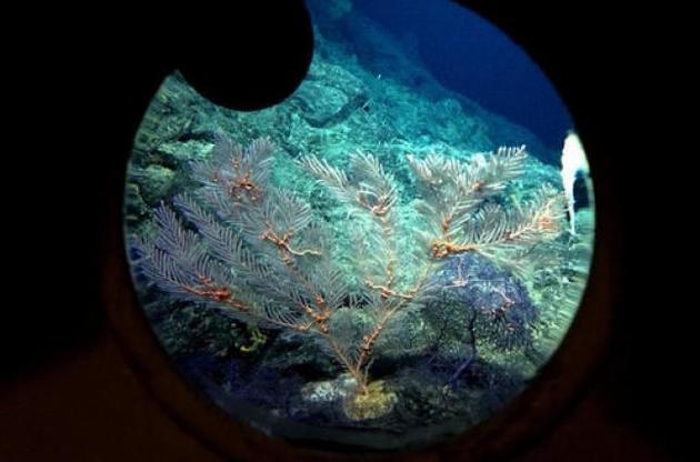 Ученые обнаружили неизвестные формы жизни на дне океана