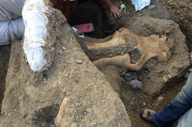 Палеонтологи обнаружили в Калифорнии необычный череп мамонта