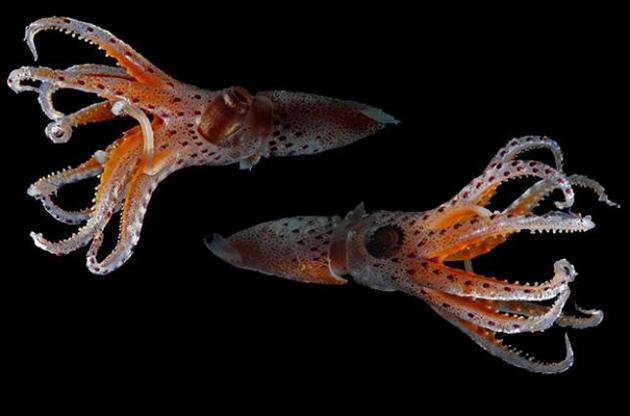 Ученые раскрыли тайну загадочных глаз кальмаров