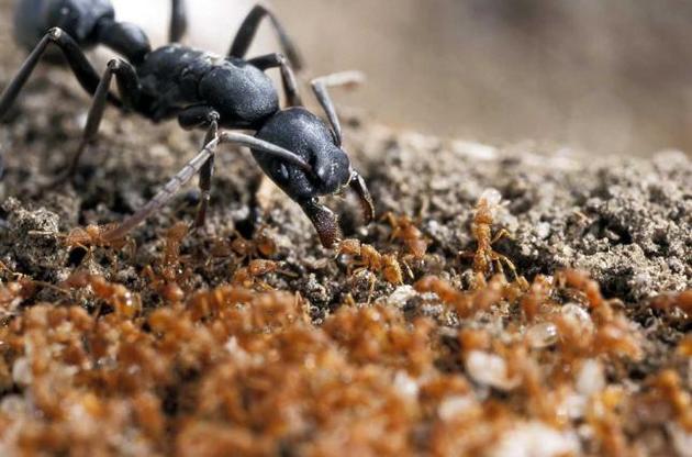 Маленькие и агрессивные муравьи смогли ужиться с большими и спокойными
