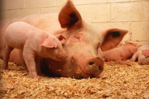 В Украине зафиксировано 55 случаев африканской чумы свиней