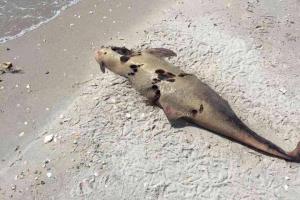 В Черном море под Одессой погибли десятки дельфинов