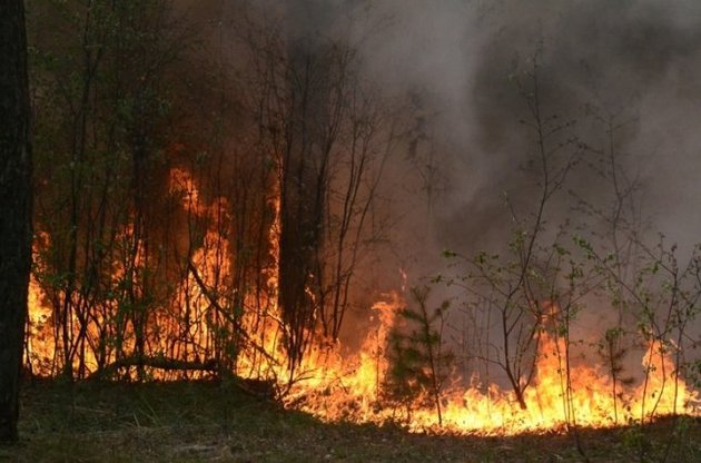 В Киеве потушили пожар в Дарницком лесу