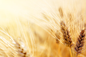 В Минэкономики прогнозируют падение экспорта пшеницы 