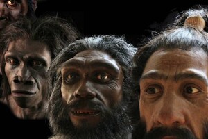 Ученые нашли в ДНК денисовцев и неандертальцев след неизвестного предка людей
