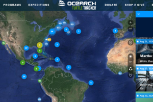 Создан сайт-трекер подводных жителей океанов