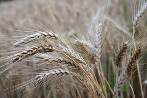 Нацбанк не изменил прогноз по урожаю зерновых 