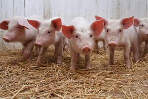 Украина ограничила импорт свинины из Германии из-за вспышки африканской чумы