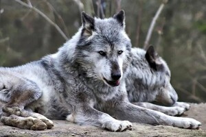 Древние волки помогали своим раненым сородичам