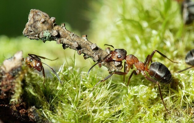Ученые выяснили, почему муравьи такие сильные