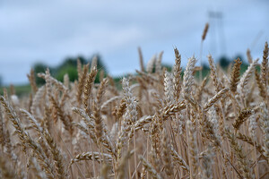 Украина собрала 80% от прогноза урожая зерновых