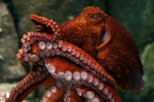 Ученые рассказали, как осьминогу удается управлять восемью конечностями