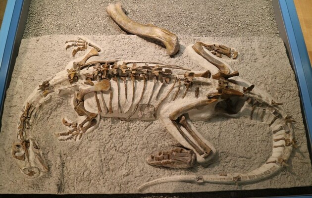 Палеонтологи впервые описали скелет детеныша огромного динозавра