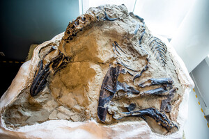 Первый полный скелет тираннозавра показали публике