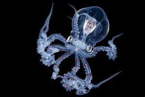 Глубоководный фотограф заснял редкого осьминога с прозрачной головой
