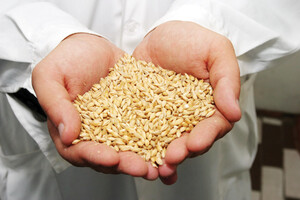 В Украине собрали 63,5 млн тонн зерновых и зернобобовых