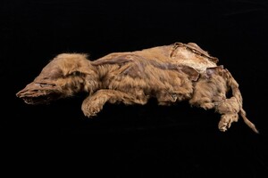 В Канаде нашли древнейшую мумию волчонка