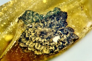 Цветок из янтаря указал ученым на возможное время распада Гондваны
