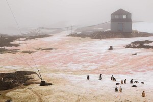 В Антарктиде «зацвел» снег 