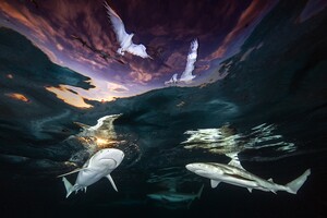 Акулы, жабы, дайверы и танк: международный конкурс подводной фотографии назвал лучшего фотографа года