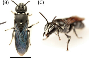 Ученые «переоткрыли» австралийскую одиночную пчелу
