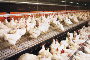 Украина сократила объемы экспорта мяса птицы в Евросоюз почти на 20% 