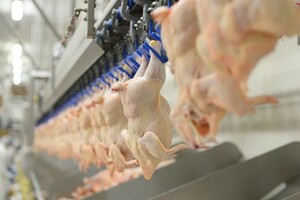  Украина возобновила экспорт мяса птицы в Евросоюз 