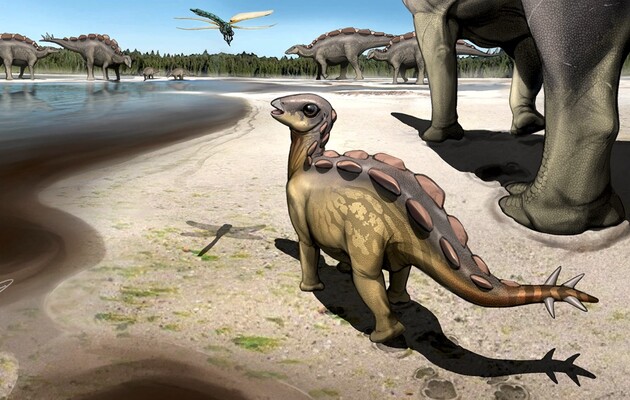 Ученые нашли следы самого маленького стегозавра