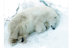 В России в зоопарке умер белый медведь Умка, проглотив мяч, брошенный посетителями