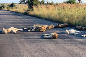 Южная Африка запретит разводить в неволе львов для охоты