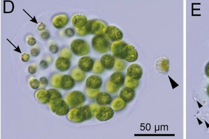 Ученые обнаружили первую водоросль с тремя полами