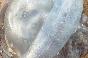 Медузы – катастрофа Азовского моря: откуда берутся и чем опасны