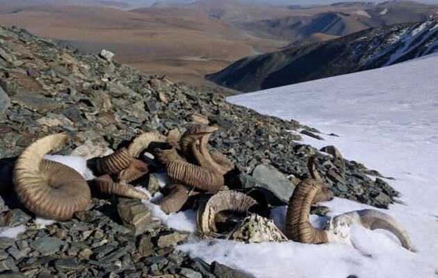 Отступивший ледник в Монголии обнажил останки животных и древнее оружие