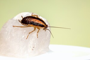 Ученые сделали самок тараканов непривлекательными для самцов 