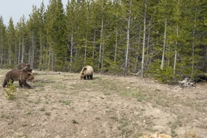 В США женщине предъявили обвинения в нарушении покоя медведя гризли