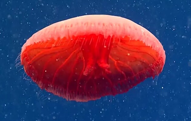 В Атлантическом океане нашли новый вид медуз