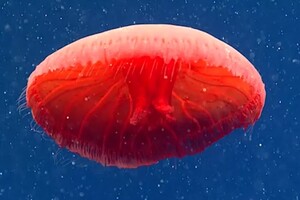 В Атлантическом океане нашли новый вид медуз