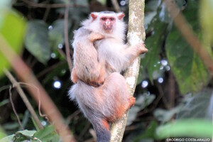 В джунглях Бразилии открыли новый вид обезьян 