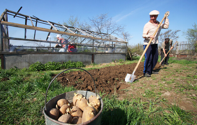 В Украине за 10 лет производство картофеля упало на 13% – министр агрополитики