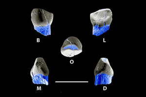 В Иране нашли молочный зуб неандертальца