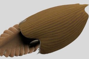 В Канаде обнаружили новый вид хищного кембрийского членистоногого, которому 500 млн лет 