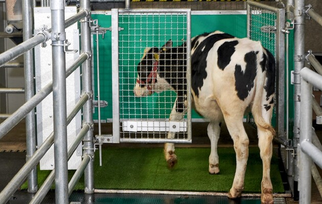 Ученые приучили коров «к туалету» для борьбы с глобальным потеплением