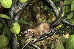 Предки приматов слезли с деревьев после падения астероида, погубившего динозавров – ученые