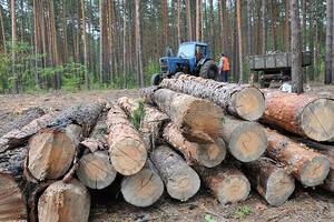 Рада приняла за основу законопроект о рынке древесины