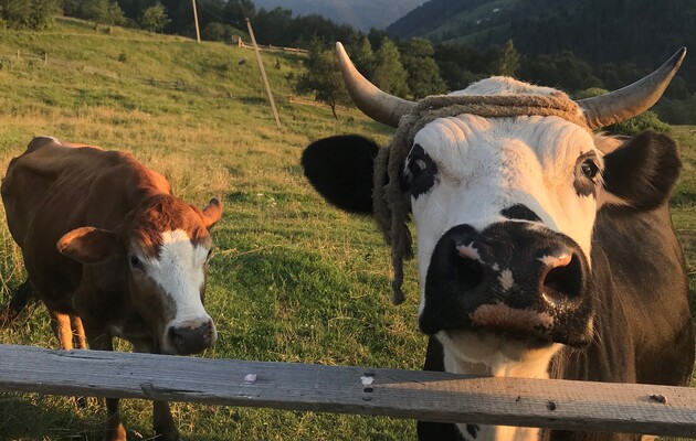 «Деметанизация» коров: почему украинским аграриям следует бояться климатических обещаний Украины