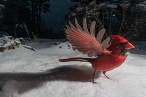 Такой большой маленький мир: американский фотограф показала жизнь, кипящую у птичьей кормушки