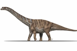 Ученые описали новый вид крупного динозавра
