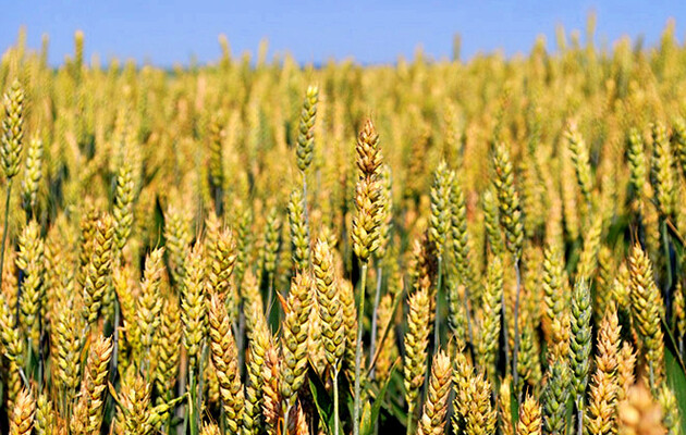 В Ливане запасов пшеницы хватит на месяц из-за войны в Украине