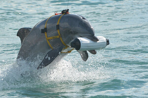Боевые дельфины - Россия дрессирует морских млекопитающих на военной базе в Черном море