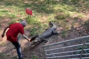 В Австралии мужчина прогнал крокодила с помощью сковородки: видео